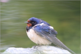 <p>VLAŠTOVKA OBECNÁ (Hirundo rustica) /Barn swallow – Rauchschwalbe/</p>